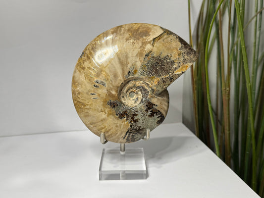 Ammonite | Whole image 1