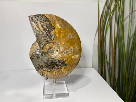 Ammonite | Whole image 0