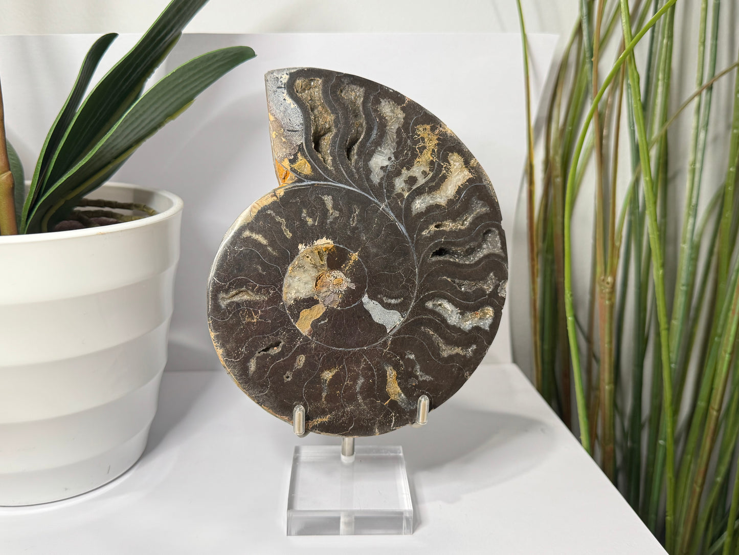 Ammonite | Pair image 2
