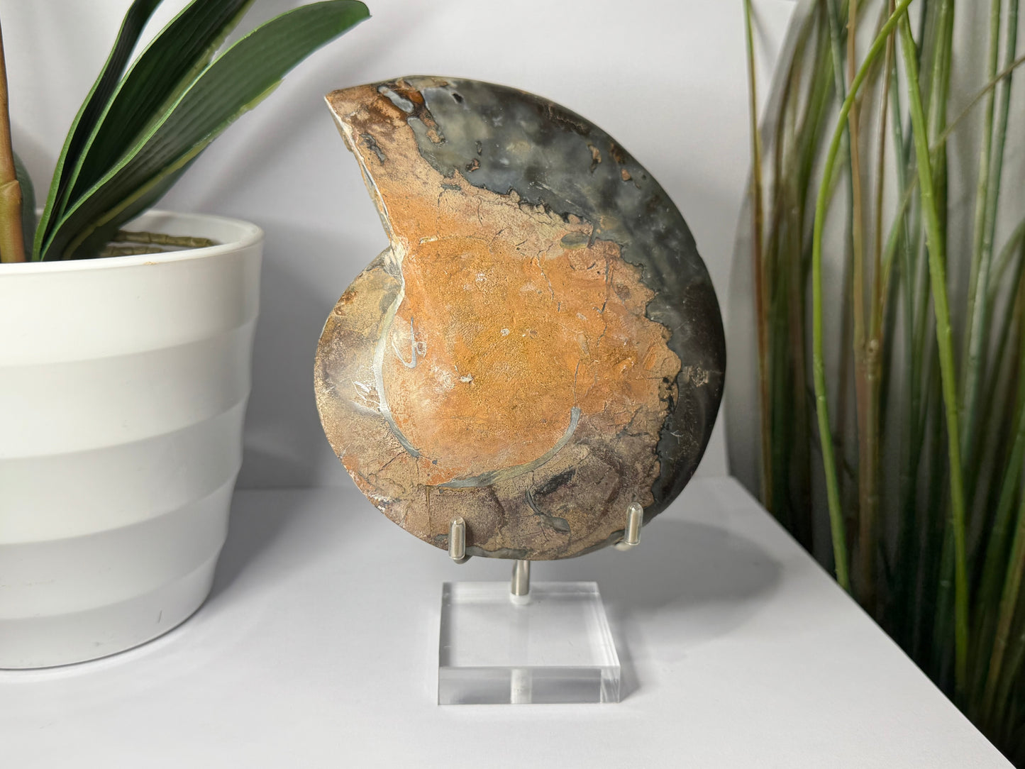 Ammonite | Pair image 4