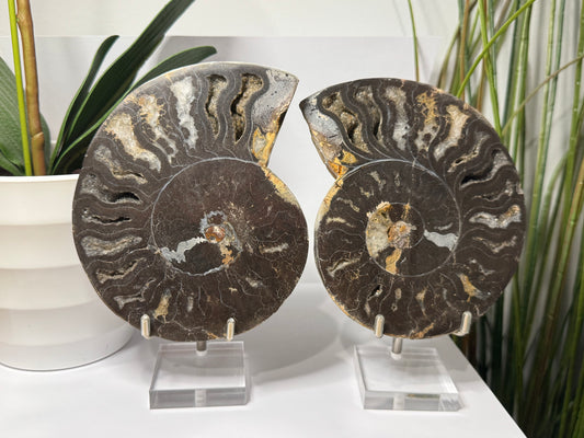 Ammonite | Pair image 0