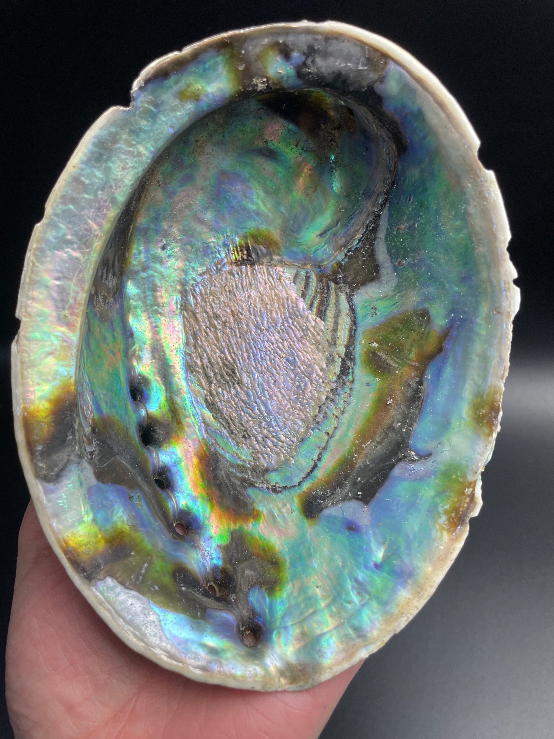 Abalone | Shell image 0