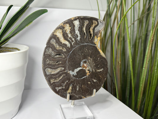 Ammonite | Pair image 1