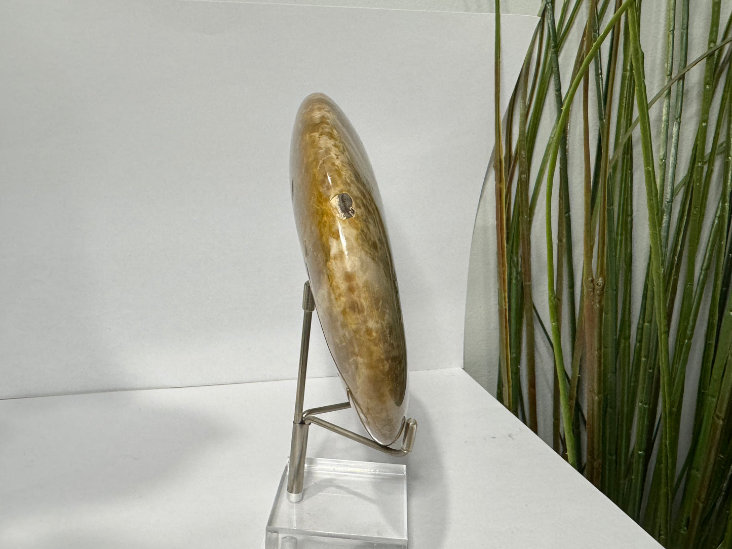 Ammonite | Whole image 2
