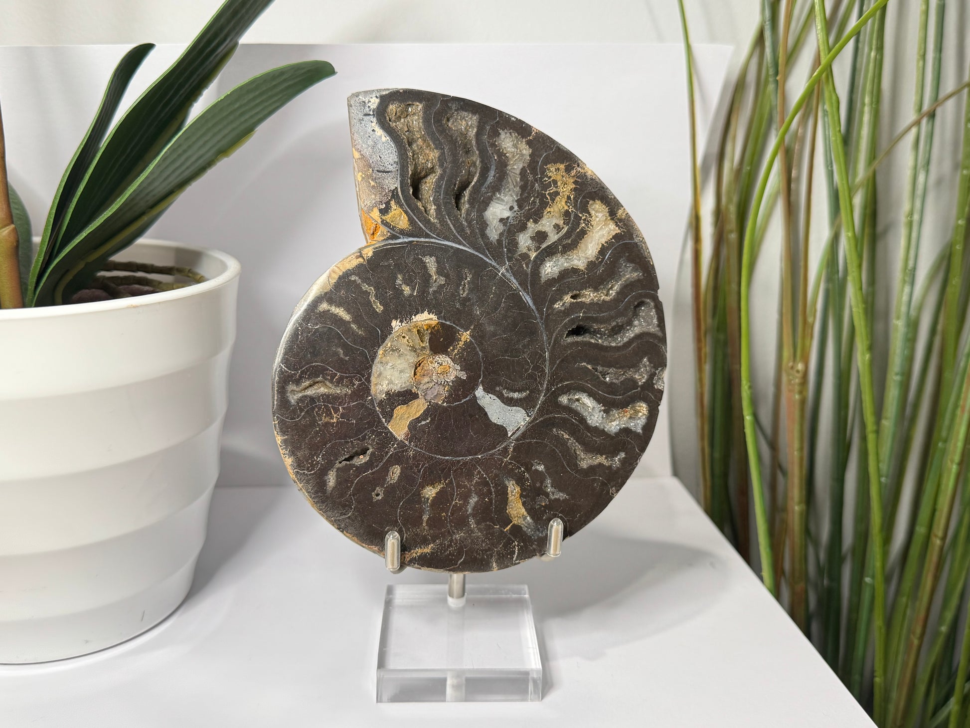 Ammonite | Pair image 2