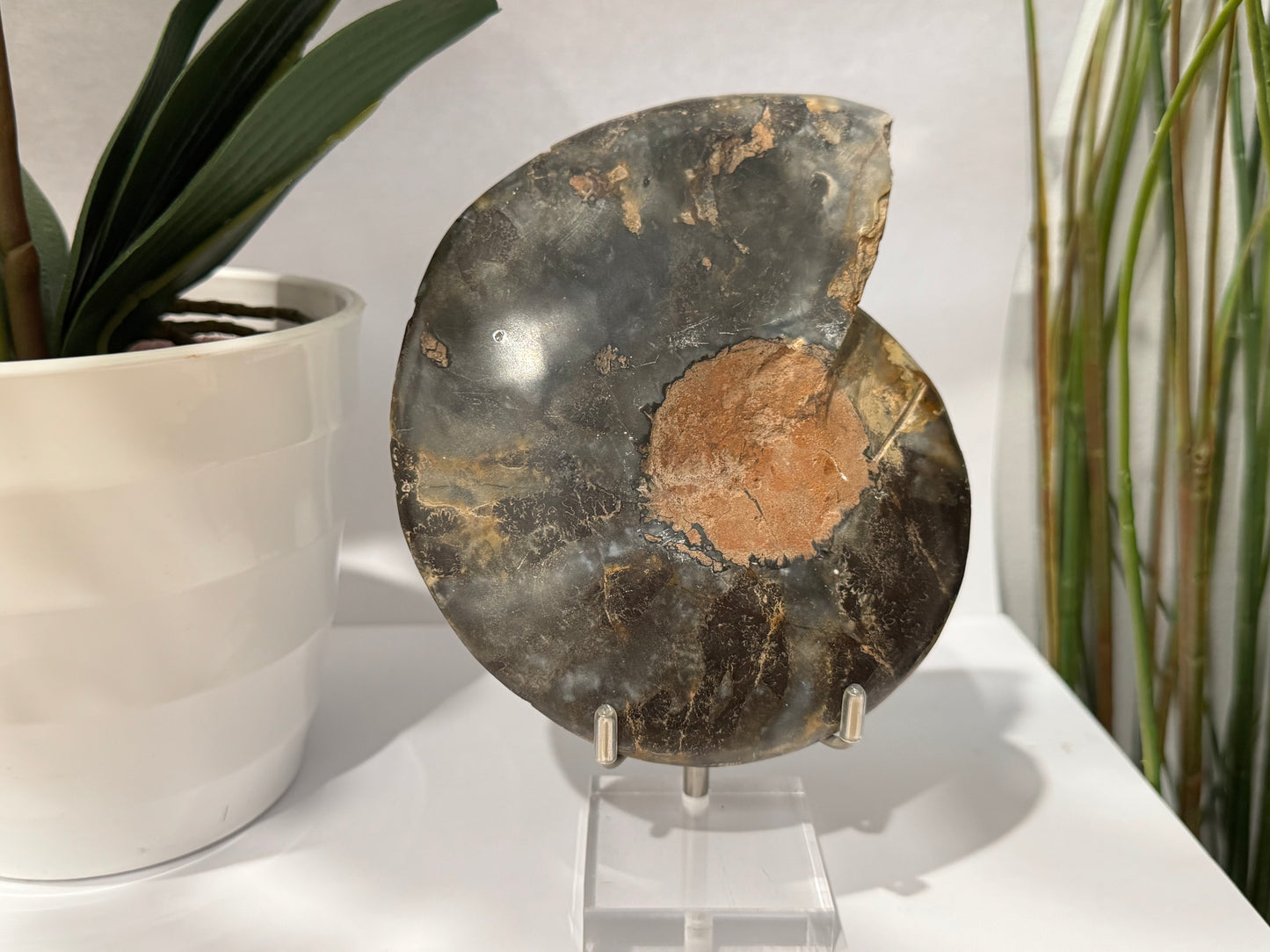 Ammonite | Pair image 3